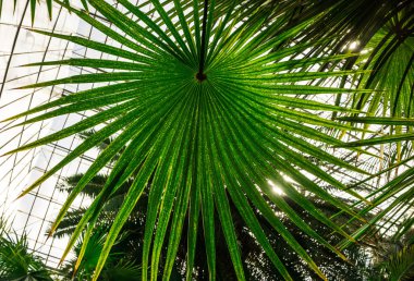 Ormanda palmiye ağaçları.