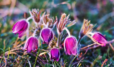 Şaşırtıcı ihale çiçek açan çiçekler yakın çekim