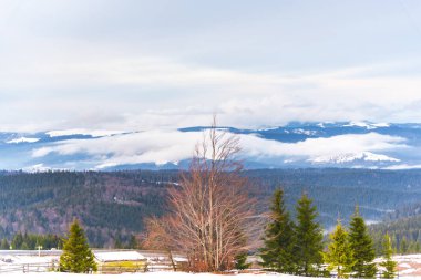 Yüksek ağaçlar ile Amazing dağ manzarası