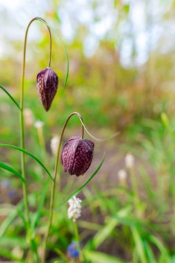 Şaşırtıcı ihale çiçek açan çiçekler yakın çekim