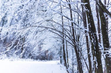 Karla kaplı çıplak ağaçlar ve dalları kış orman