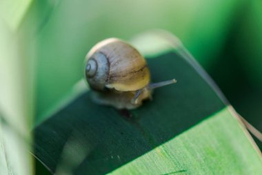Çiçek üzerinde Salyangoz kabuğu