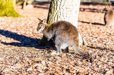 Ormanda küçük kanguru 