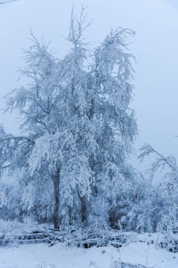 puslu ormandaki ağaçlar tam kar kaplı