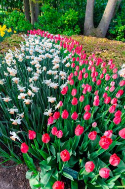 İnanılmaz renkli çiçek açan çiçekler yakın çekim 