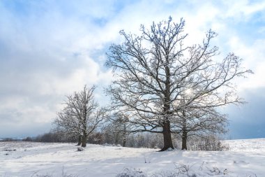 Karla kaplı ağaçlar ve dalları kış orman