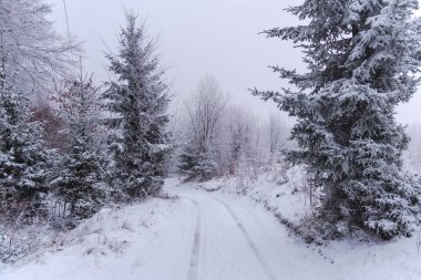 Karla kaplı ağaçlar ve dalları kış orman