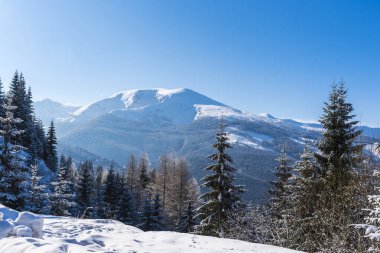 Karla kaplı ağaçlar ve dalları kış orman