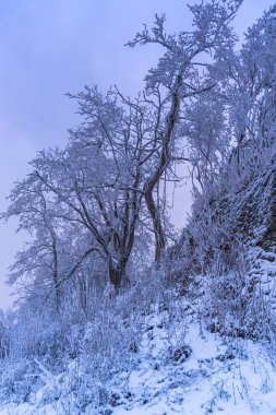 tam kar kaplı ağaçlar ve sisli orman