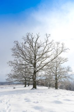 Karla kaplı ağaçlar ve dalları kış orman