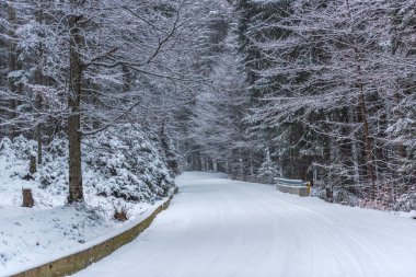 Karla kaplı çıplak ağaçlar ve dalları kış orman