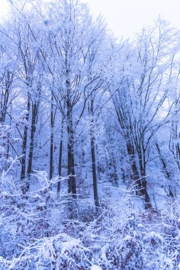tam kar kaplı ağaçlar ve sisli orman