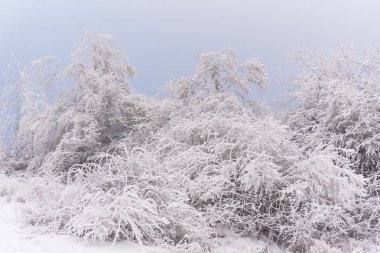 Sisli orman çalıların tam kar kaplı