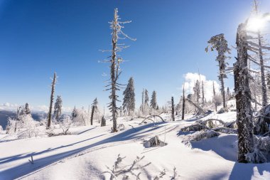 Karla kaplı ağaçlar ve dalları kış orman