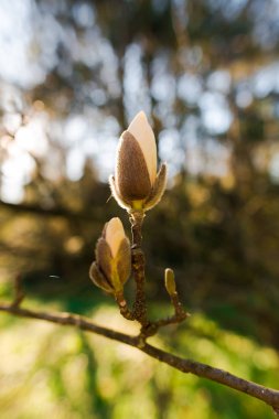 Manolya çiçek tomurcukları atış kapatın