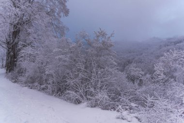 Karla kaplı ağaçlar ve dalları kış orman