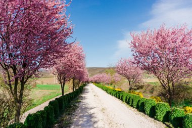 güneş ışığı altında pembe kiraz ağaçları çiçek açan