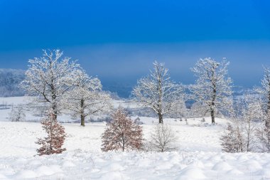 Karla kaplı çıplak ağaçlar ve dalları kış orman