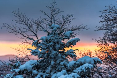 Karlı ağaçlar şaşırtıcı Doğa Manzaralı