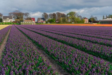 saç ekimi sahasında büyüyen lale görünümünü