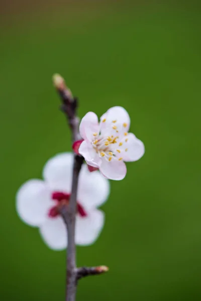 Cherry Tree Branch Blossoms Close — Stock Photo, Image