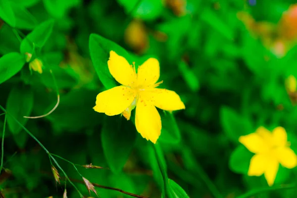 驚くほどカラフルな花のクローズ アップ — ストック写真