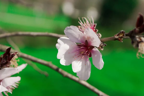 Close Amazing Colorful Blooming Flower — Stock Photo, Image