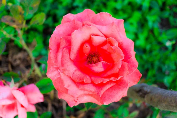 Primo Piano Incredibile Fiore Colorato Fioritura — Foto Stock