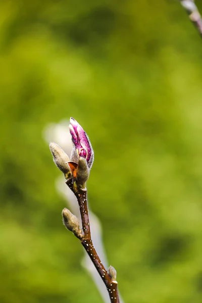 Papillon Sur Une Fleur Dans Jardin — Photo