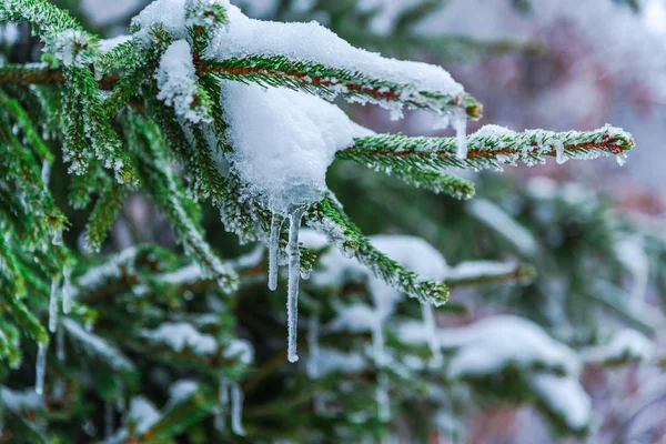 Dondurulmuş Ağaç Dalları Yakın — Stok fotoğraf