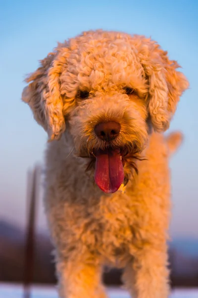 배경에 귀여운 강아지 — 스톡 사진