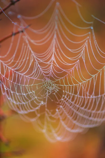 Gros Plan Toile Araignée Avec Gouttes Rosée — Photo