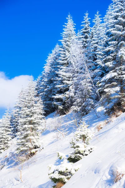 Karla Kaplı Ağaçlar Dalları Kış Orman — Stok fotoğraf