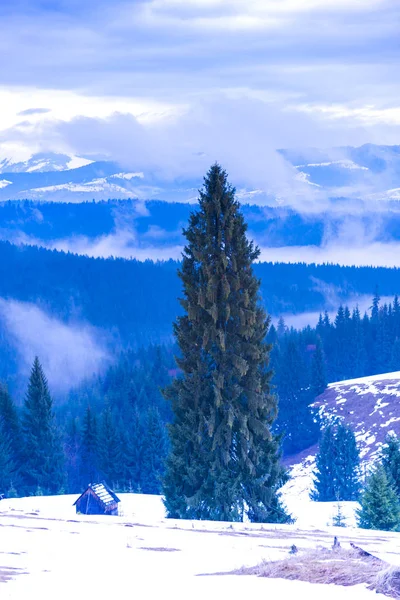 Prachtig Uitzicht Van Natuur Met Pijnbomen Een Bewolkte Hemelachtergrond — Stockfoto