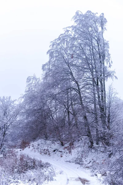 Snow Covered Trees Branches Wintry Forest — 스톡 사진