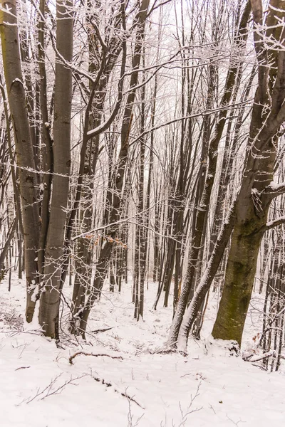 雪に覆われた木と冬の森の枝 — ストック写真