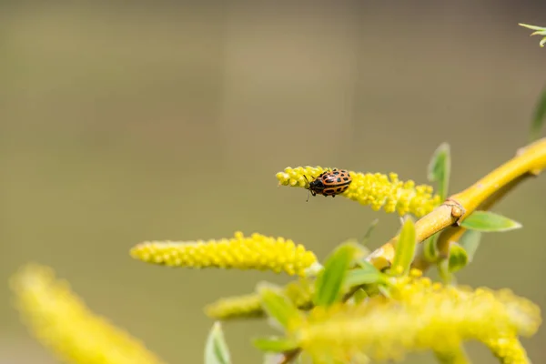 Belles Fleurs Jaunes Dans Jardin — Photo