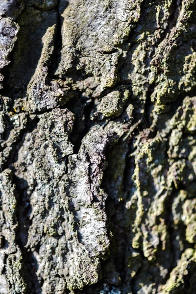 Corteza Del Árbol —  Fotos de Stock