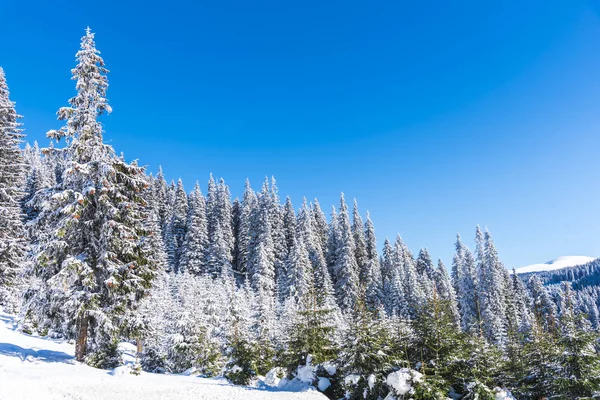 Árboles Ramas Cubiertos Nieve Bosque Invernal — Foto de Stock