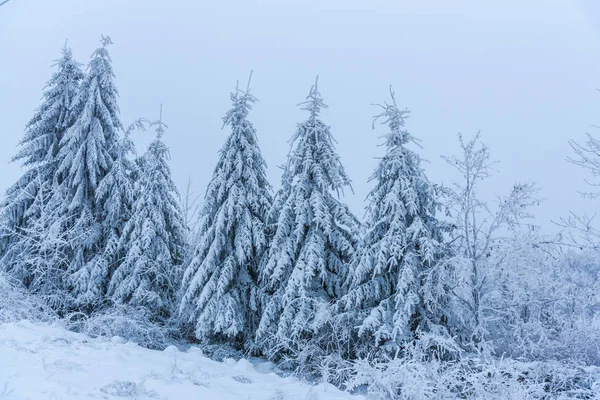 Árboles Cubiertos Nieve Bosque Brumoso — Foto de Stock