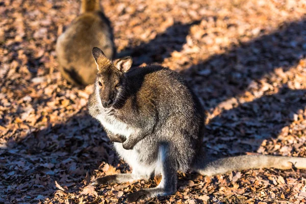 Little Kangaroo Lesie — Zdjęcie stockowe