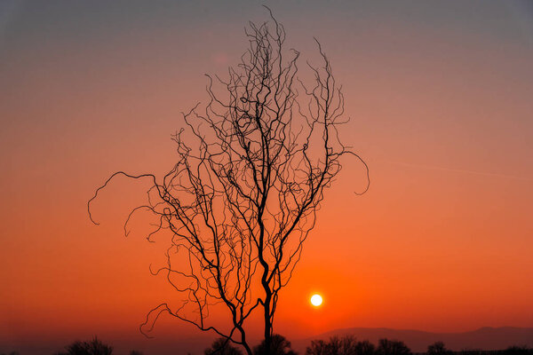 Red bright sunset sky and tree branches