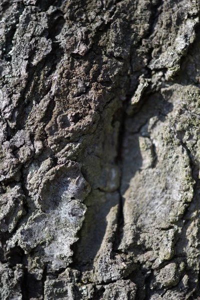 Ağacın Dokusu — Stok fotoğraf