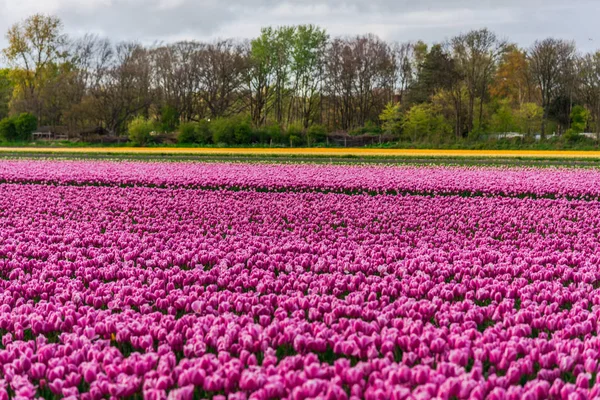 Blick Auf Blühende Tulpen Auf Plantagenfeld — Stockfoto