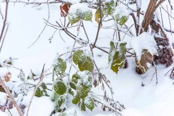 Ramas Cubiertas Nieve Invierno —  Fotos de Stock