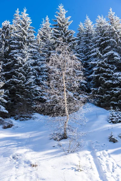 Árboles Ramas Cubiertos Nieve Bosque Invernal — Foto de Stock