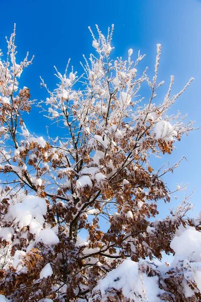 Pokryte Śniegiem Nagie Drzewa Gałęzie Tle Natury — Zdjęcie stockowe