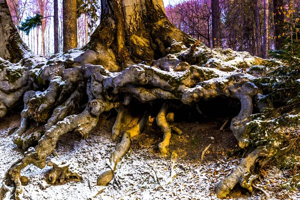 Stare Ciekawe Drzewo Krzywymi Korzeniami — Zdjęcie stockowe