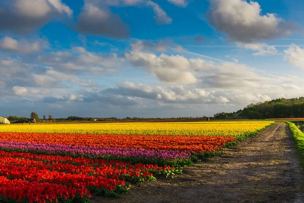 Vista Tulipani Fiore Che Crescono Campo Piantagione — Foto Stock