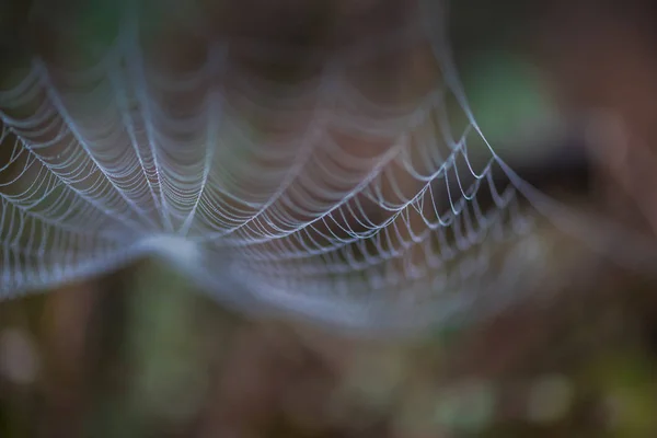 Nahaufnahme Eines Spinnennetzes Mit Tautropfen — Stockfoto